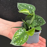 Scindapsus Silver Pothos in 2" Nursery Pot - Satin Pothos - Silver Splash vining Plant - Indoor Trailing Plant - Easy Care Live Houseplant