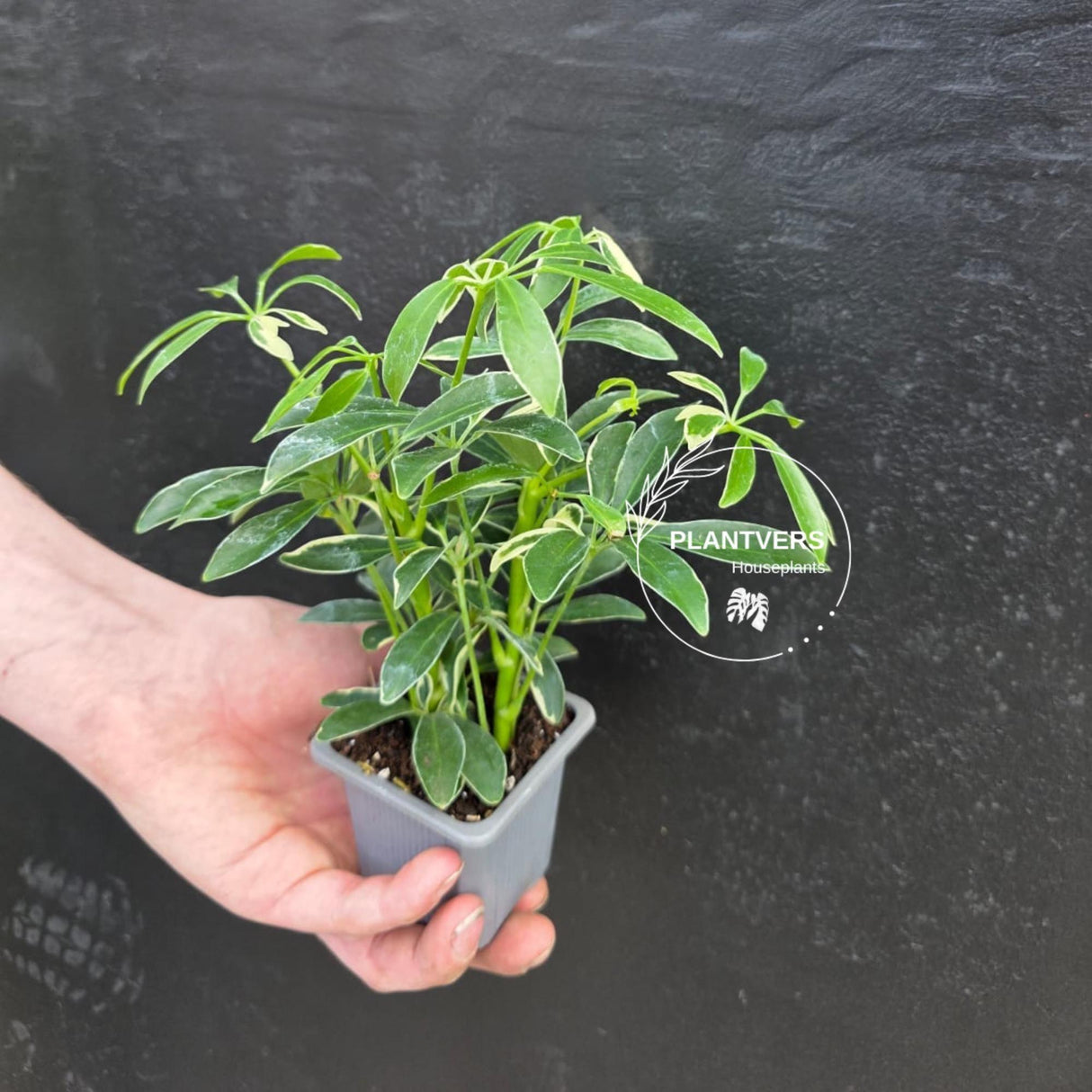 Variegated Schefflera Arboricola Trinette in 2” Pot – Live Umbrella Plant | Low Maintenance Indoor plant | Green Decor Plant | Gifts for Mom
