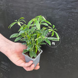 Variegated Schefflera Arboricola Trinette in 2” Pot – Live Umbrella Plant | Low Maintenance Indoor plant | Green Decor Plant | Gifts for Mom