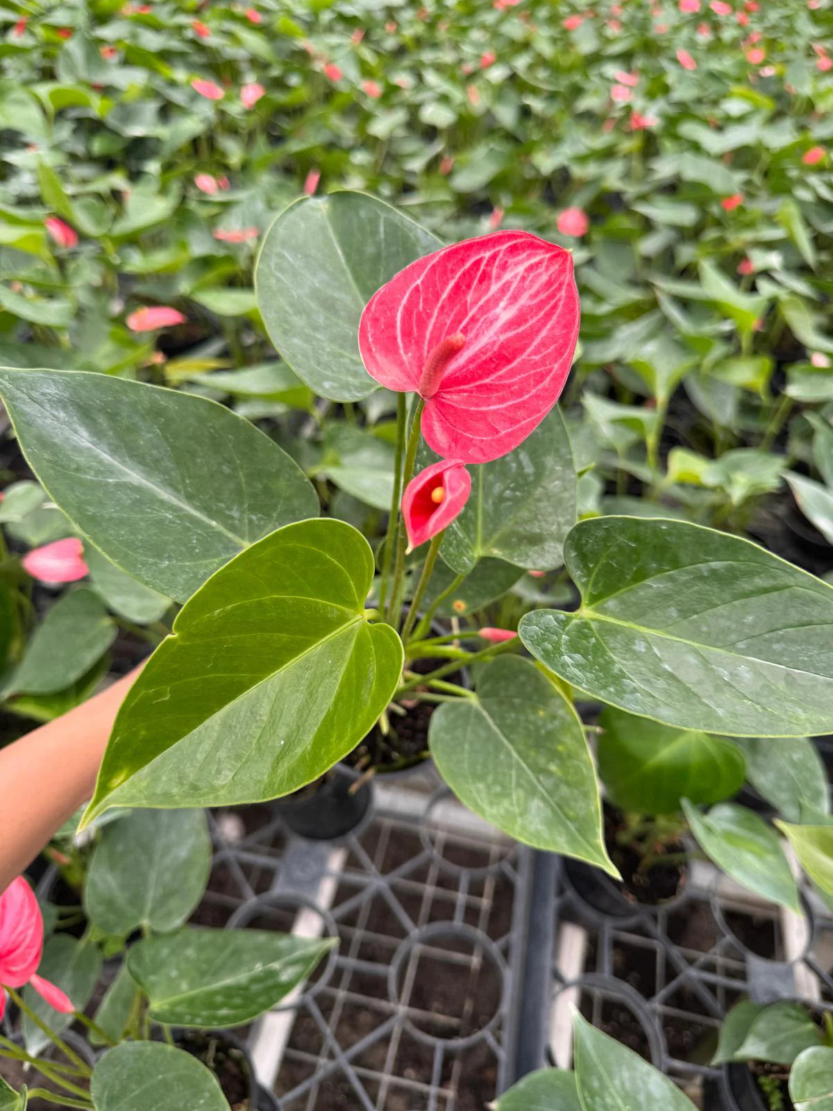 Anthurium Livium Plant in 4” Nursery Pot - Flowering Indoor Anthurium - Red Heart Plant - Tropical Houseplant - Gift for Her