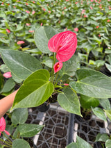 Anthurium Livium Plant in 4” Nursery Pot - Flowering Indoor Anthurium - Red Heart Plant - Tropical Houseplant - Gift for Her
