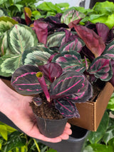 Assorted Calathea Plants Case of 30 in 4” Pots - Prayer Plants Variety Pack - Indoor Tropical Houseplants - Rare Calathea Mix Bundle