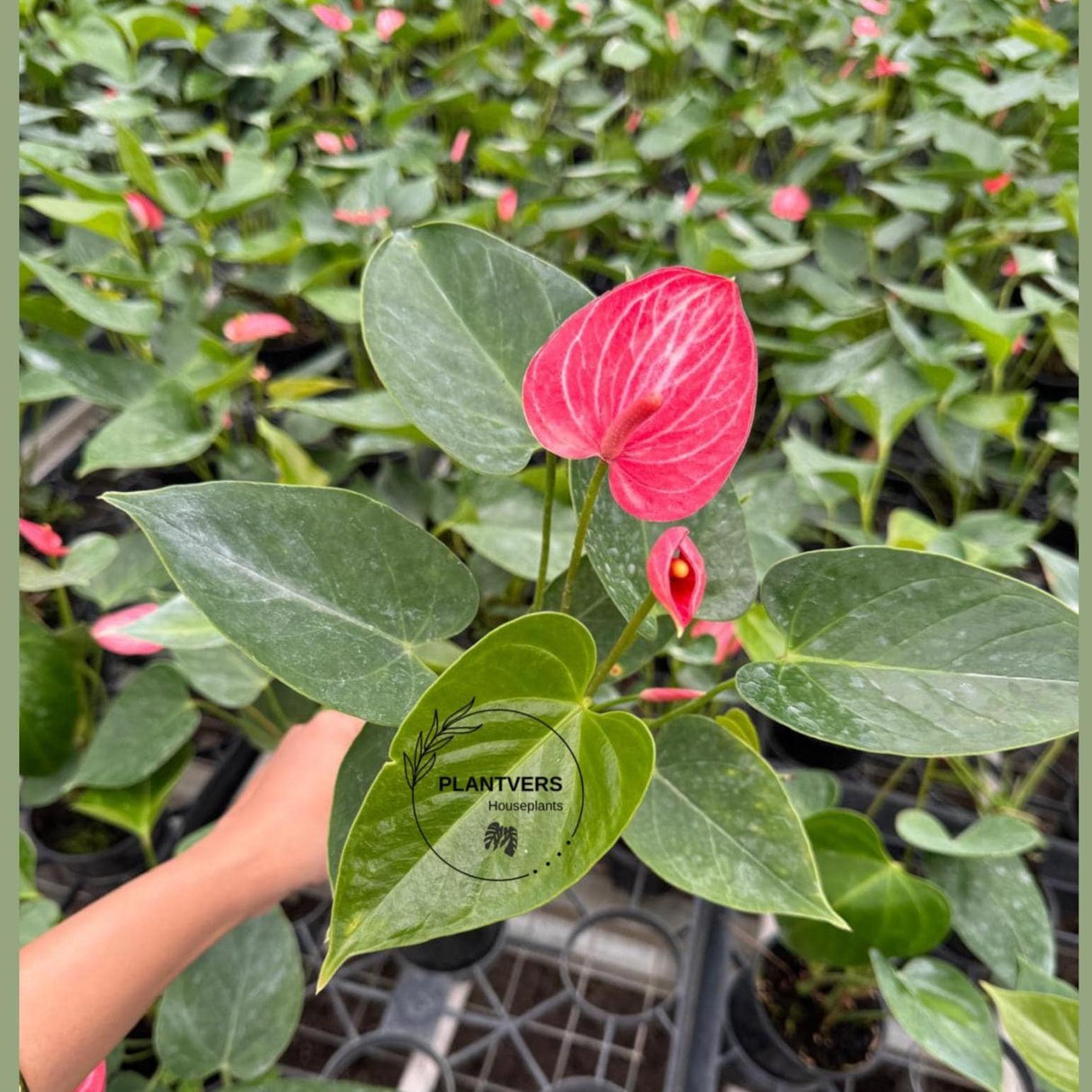 Anthurium Livium Plant in 4” Nursery Pot - Flowering Indoor Anthurium - Red Heart Plant - Tropical Houseplant - Gift for Her