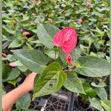Anthurium Livium Plant in 4” Nursery Pot - Flowering Indoor Anthurium - Red Heart Plant - Tropical Houseplant - Gift for Her