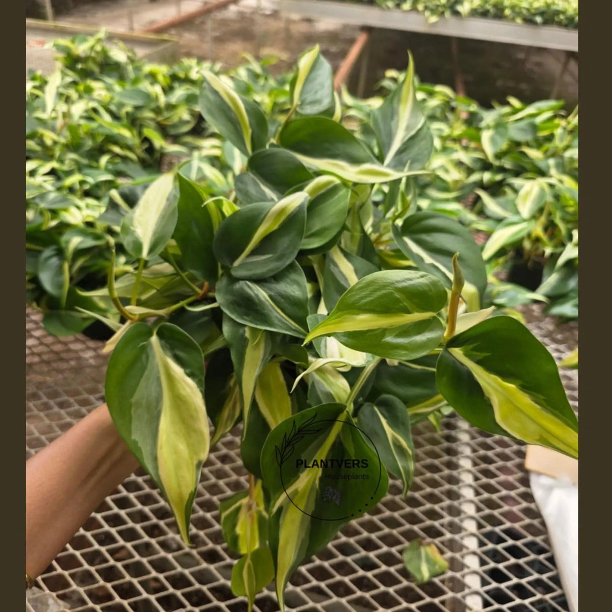 Silver Stripe Philodendron Plant in 5” Hanging Basket - Variegated Heartleaf Philodendron - Trailing Indoor Vine - Easy Care Live Houseplant