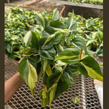 Silver Stripe Philodendron Plant in 5” Hanging Basket - Variegated Heartleaf Philodendron - Trailing Indoor Vine - Easy Care Live Houseplant