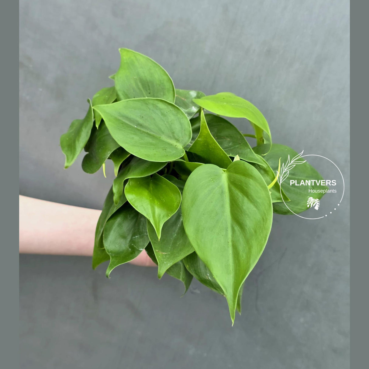 Heartleaf Philodendron Live | Philodendron Cordatum Trailing Houseplant | Low Light Indoor Plant in 4" Pot | Gift for Mom