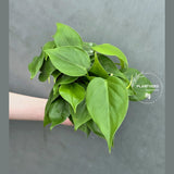 Heartleaf Philodendron Live | Philodendron Cordatum Trailing Houseplant | Low Light Indoor Plant in 4" Pot | Gift for Mom