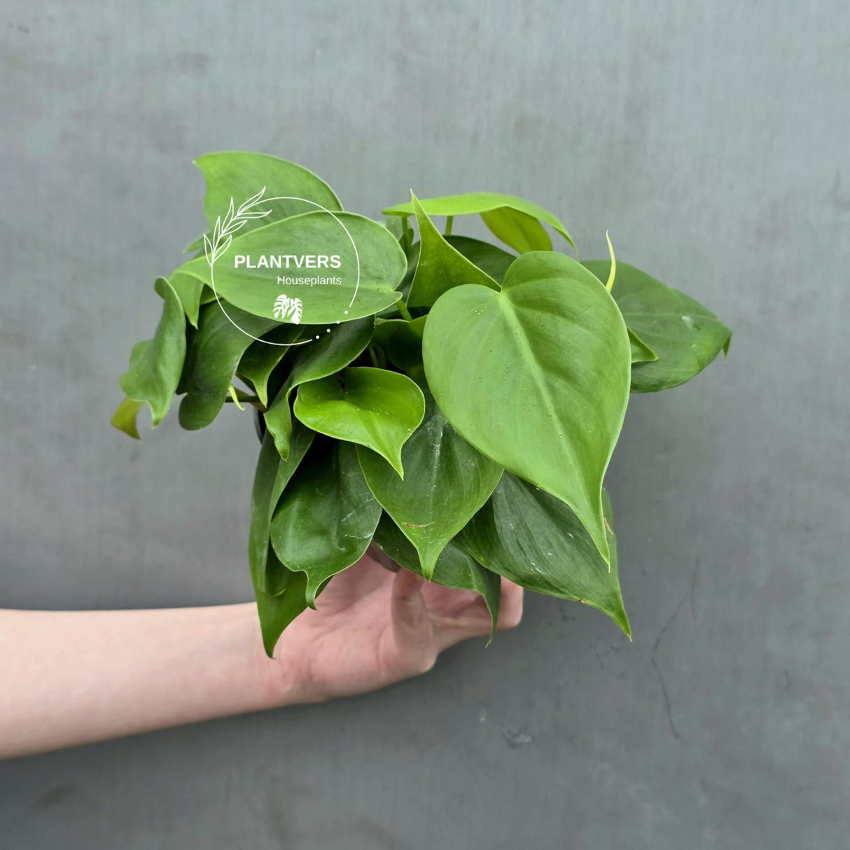 Heartleaf Philodendron Live | Philodendron Cordatum Trailing Houseplant | Low Light Indoor Plant in 4" Pot | Gift for Mom
