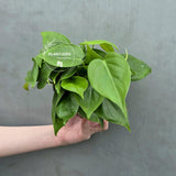 Heartleaf Philodendron Live | Philodendron Cordatum Trailing Houseplant | Low Light Indoor Plant in 4" Pot | Gift for Mom