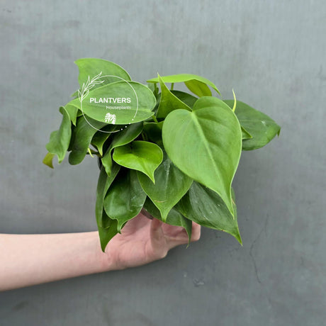 Heartleaf Philodendron Live | Philodendron Cordatum Trailing Houseplant | Low Light Indoor Plant in 4" Pot | Gift for Mom