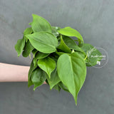 Heartleaf Philodendron Live | Philodendron Cordatum Trailing Houseplant | Low Light Indoor Plant in 4" Pot | Gift for Mom