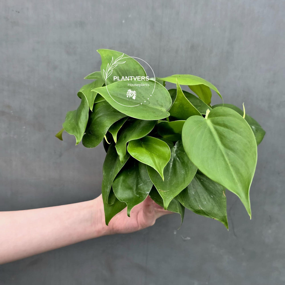 Heartleaf Philodendron Live | Philodendron Cordatum Trailing Houseplant | Low Light Indoor Plant in 4" Pot | Gift for Mom
