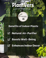 Sansevieria Gold Star Hahnii in a 4" Nursery Pot - Golden Bird's Nest Snake Plant - Dwarf Snake Plant - Live Indoor Houseplant