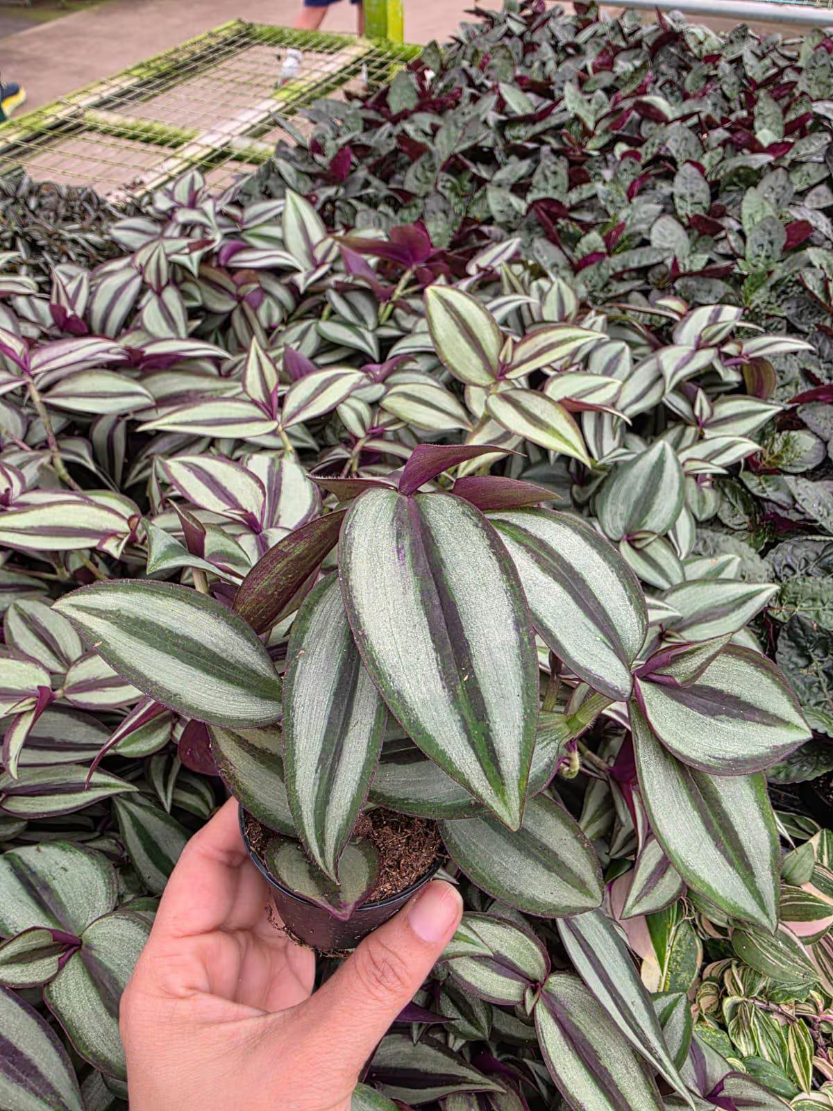 Wandering Jew 