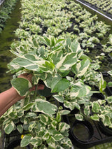  Variegated Pothos Plant