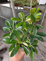 Variegated Schefflera 3" Pot - Dwarf Umbrella Tree - Schefflera Arboricola Variegata - Indoor Houseplant - Easy Care Live Plant