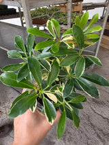 Variegated Schefflera 3" Pot - Dwarf Umbrella Tree - Schefflera Arboricola Variegata - Indoor Houseplant - Easy Care Live Plant