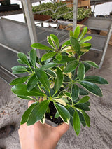 Variegated Schefflera 3" Pot - Dwarf Umbrella Tree - Schefflera Arboricola Variegata - Indoor Houseplant - Easy Care Live Plant
