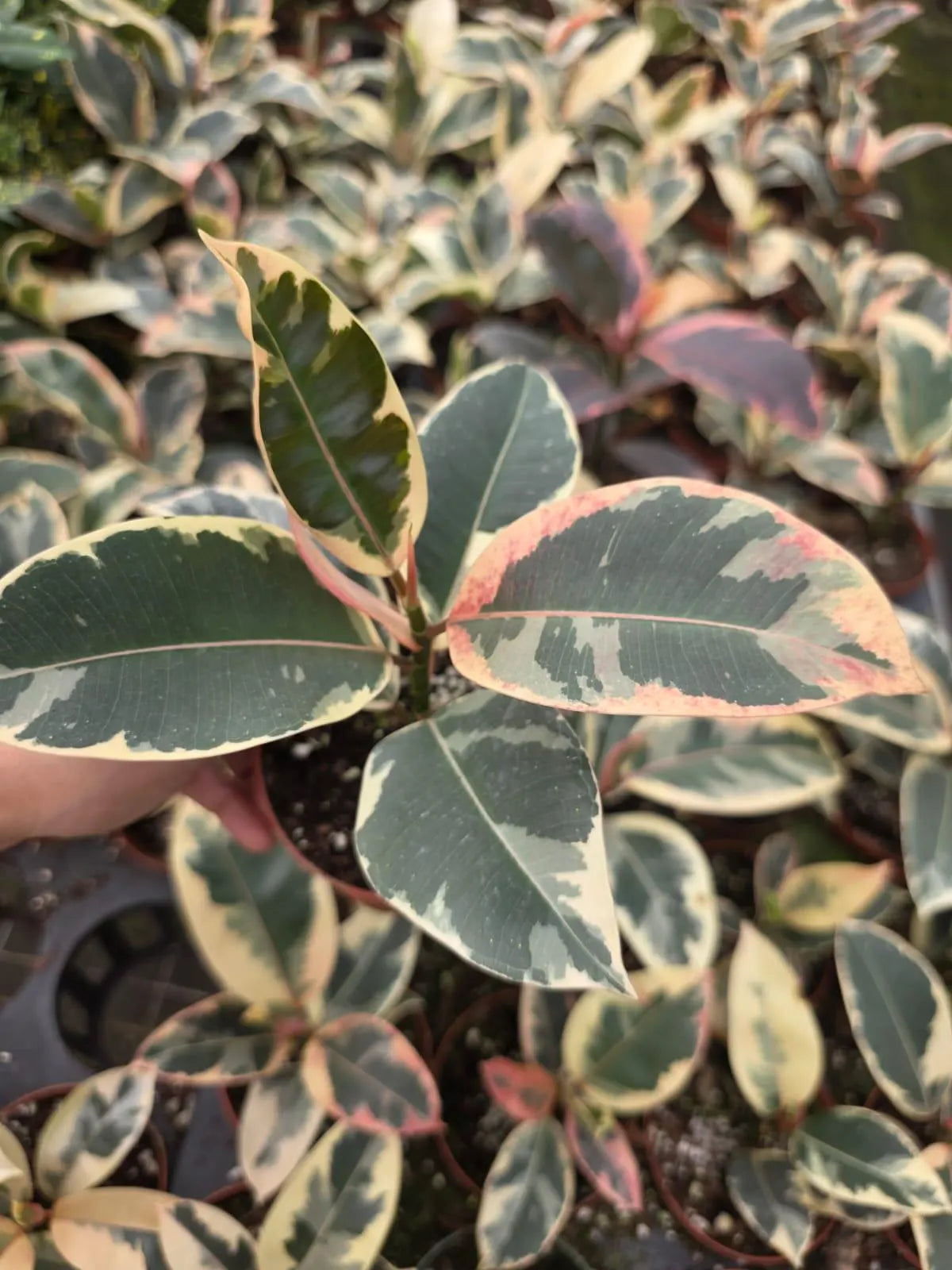 Ficus Tineke in a 4" Pot - Variegated Rubber Plant - Ficus Elastica Tineke - Indoor Houseplant - Easy Care Live Plant