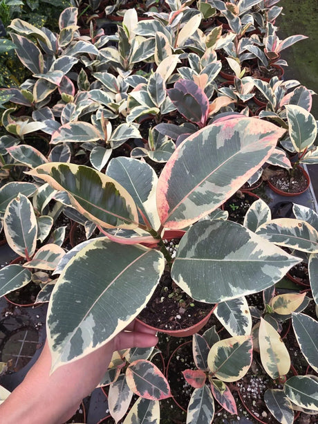 Ficus Tineke in a 4" Pot - Variegated Rubber Plant - Ficus Elastica Tineke - Indoor Houseplant - Easy Care Live Plant