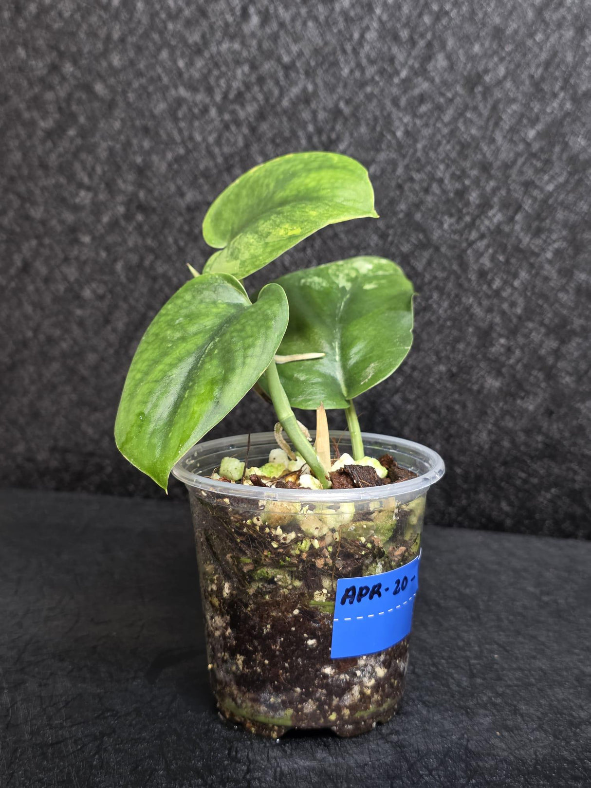 Scindapsus Jade Satin Variegated - Rare Tropical Plant - EXACT Plant - US Seller