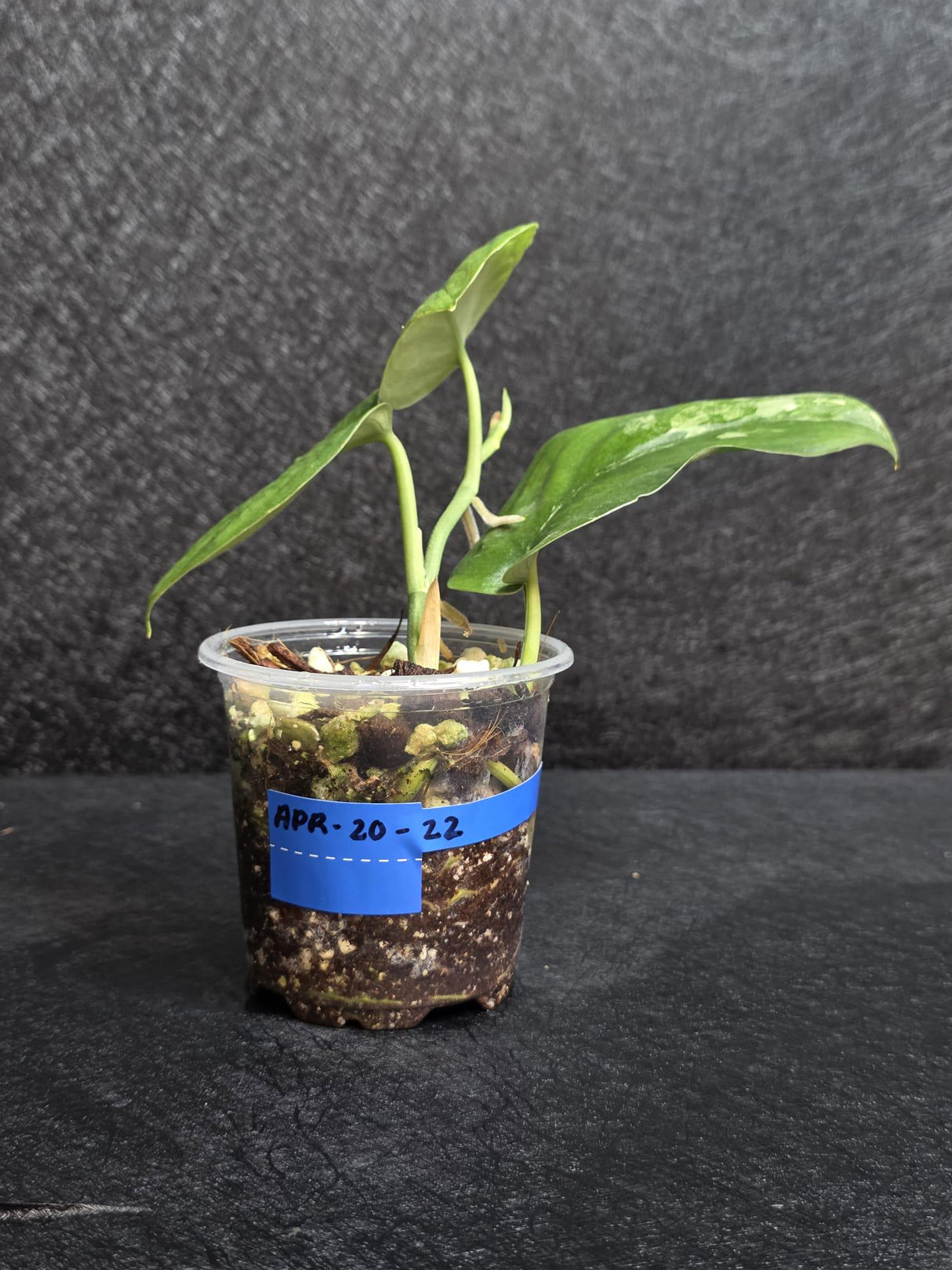 Scindapsus Jade Satin Variegated - Rare Tropical Plant - EXACT Plant - US Seller