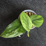 Scindapsus Jade Satin Variegated - Rare Tropical Plant - EXACT Plant - US Seller