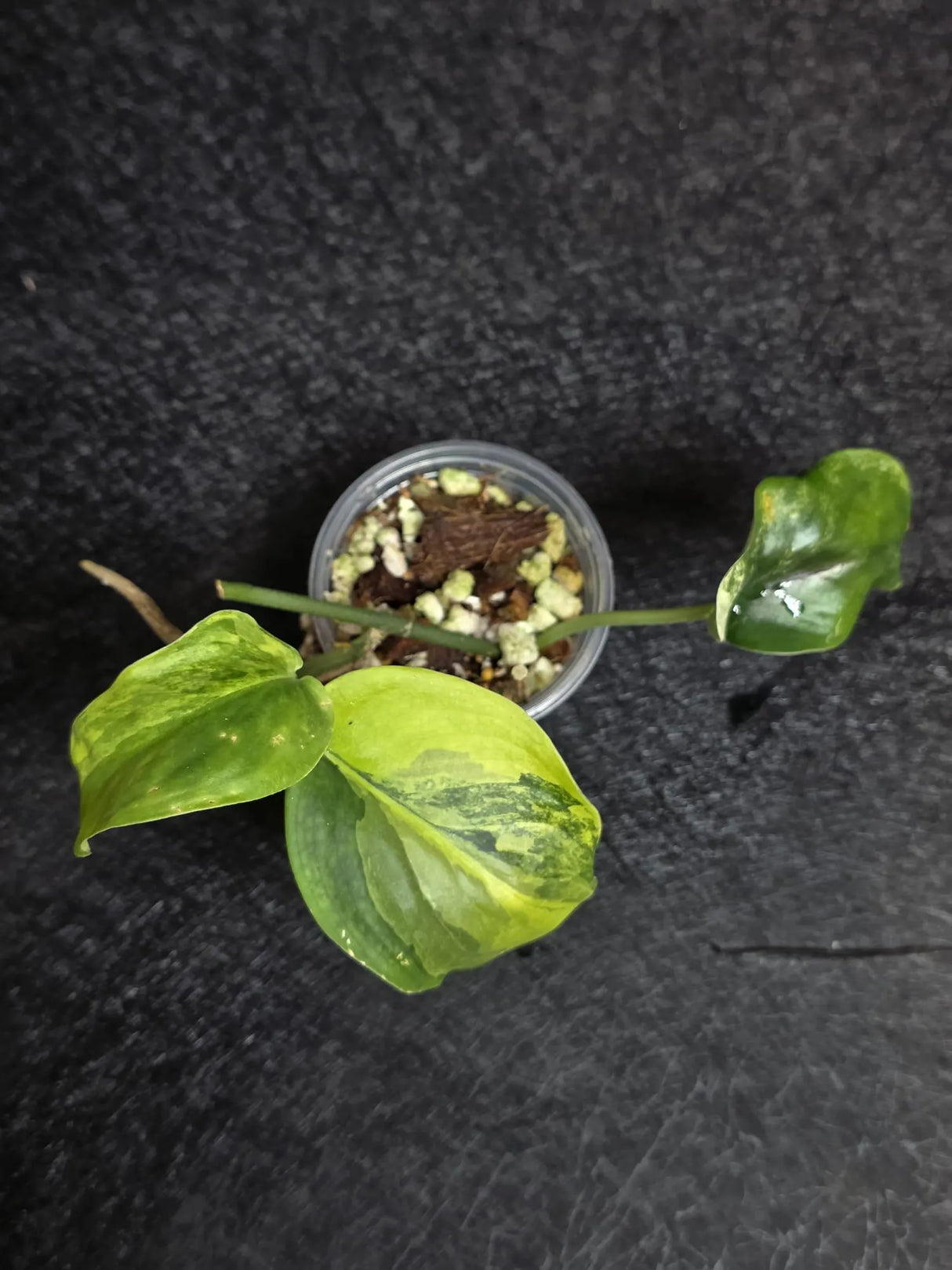Scindapsus Jade Satin Variegated - Rare Tropical Plant - EXACT Plant - US Seller