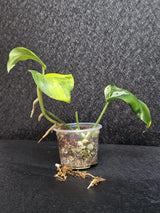 Scindapsus Jade Satin Variegated - Rare Tropical Plant - EXACT Plant - US Seller
