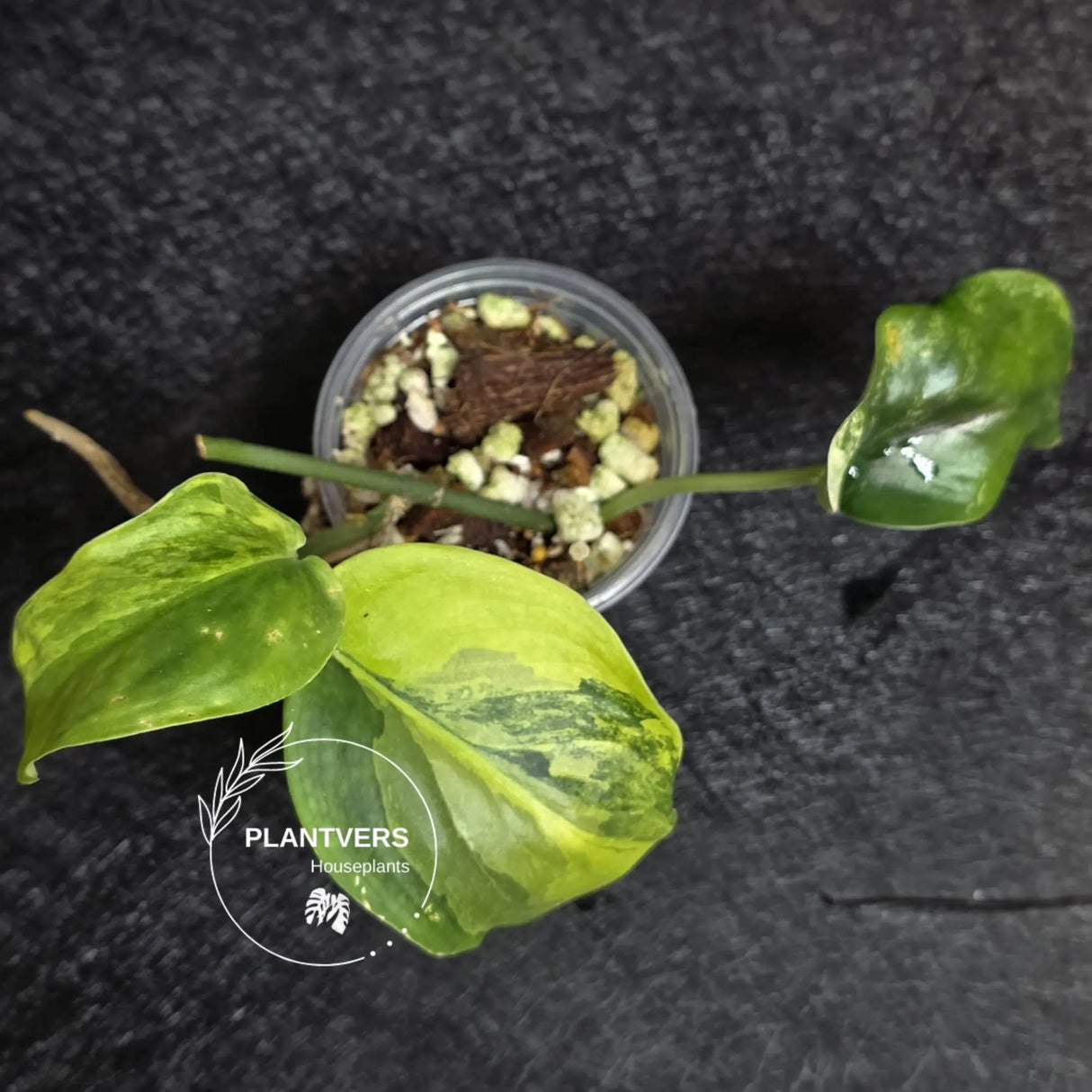 Scindapsus Jade Satin Variegated - Rare Tropical Plant - EXACT Plant - US Seller