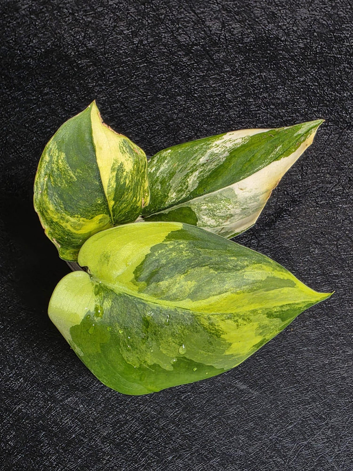Scindapsus Jade Satin Variegated - Rare Tropical Plant - EXACT Plant - US Seller