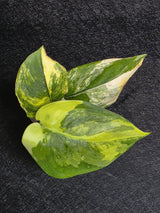 Scindapsus Jade Satin Variegated - Rare Tropical Plant - EXACT Plant - US Seller