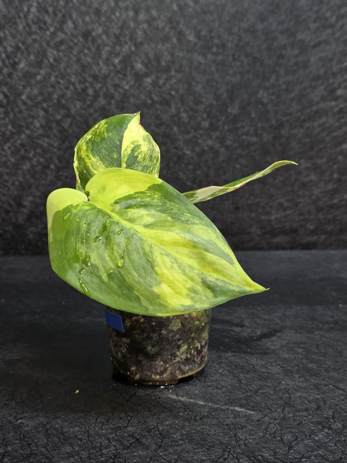 Scindapsus Jade Satin Variegated - Rare Tropical Plant - EXACT Plant - US Seller