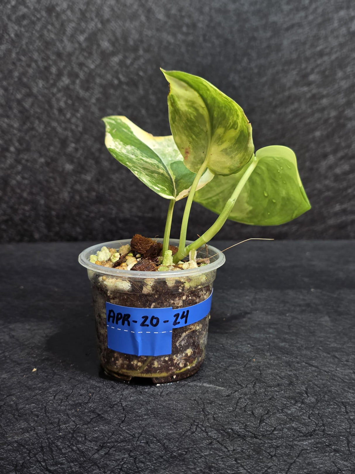 Scindapsus Jade Satin Variegated - Rare Tropical Plant - EXACT Plant - US Seller