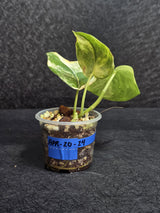Scindapsus Jade Satin Variegated - Rare Tropical Plant - EXACT Plant - US Seller