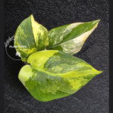 Scindapsus Jade Satin Variegated - Rare Tropical Plant - EXACT Plant - US Seller