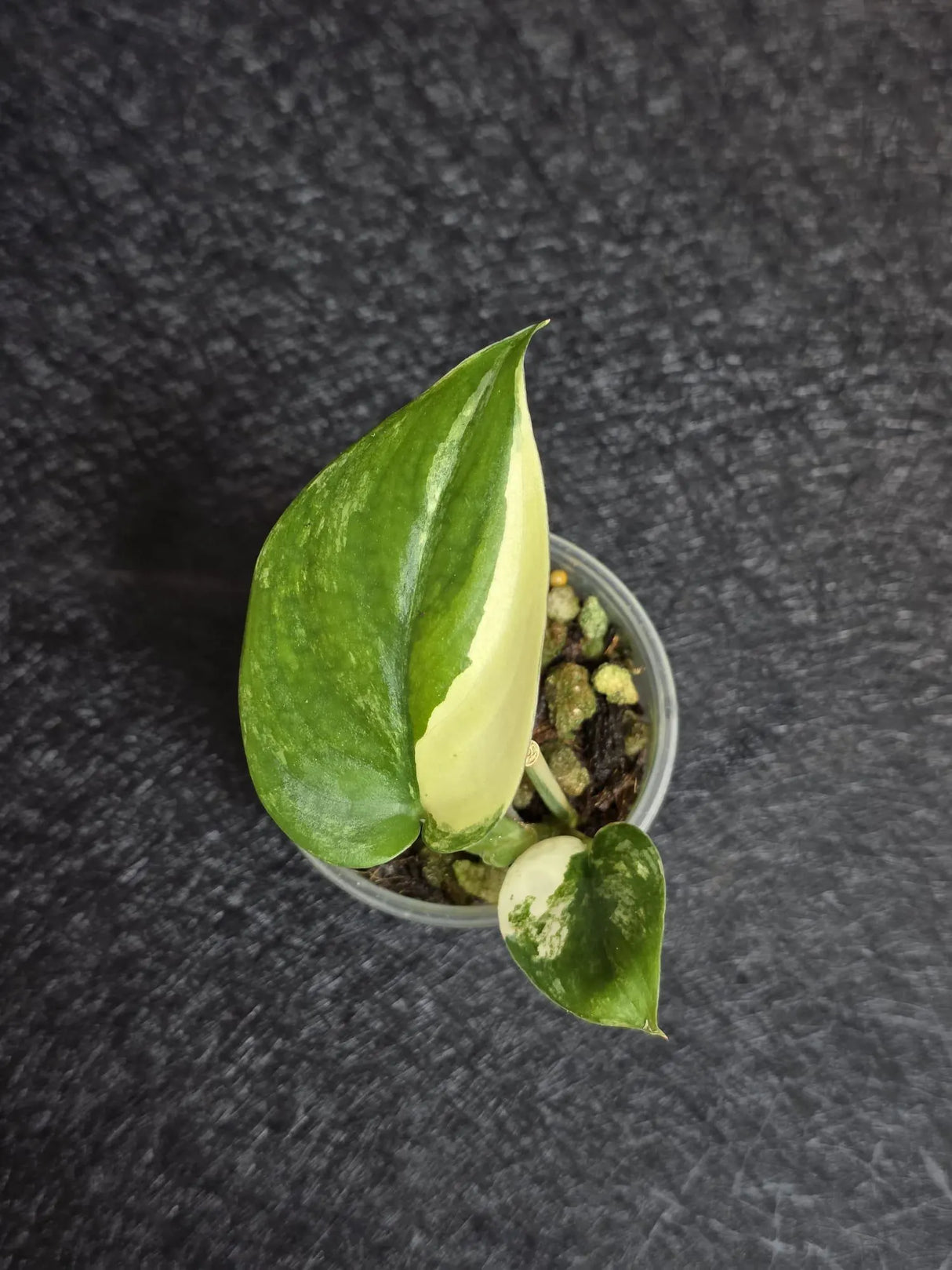 Scindapsus Jade Satin Variegated - Rare Tropical Plant - EXACT Plant - US Seller