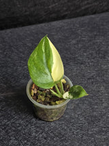 Scindapsus Jade Satin Variegated - Rare Tropical Plant - EXACT Plant - US Seller