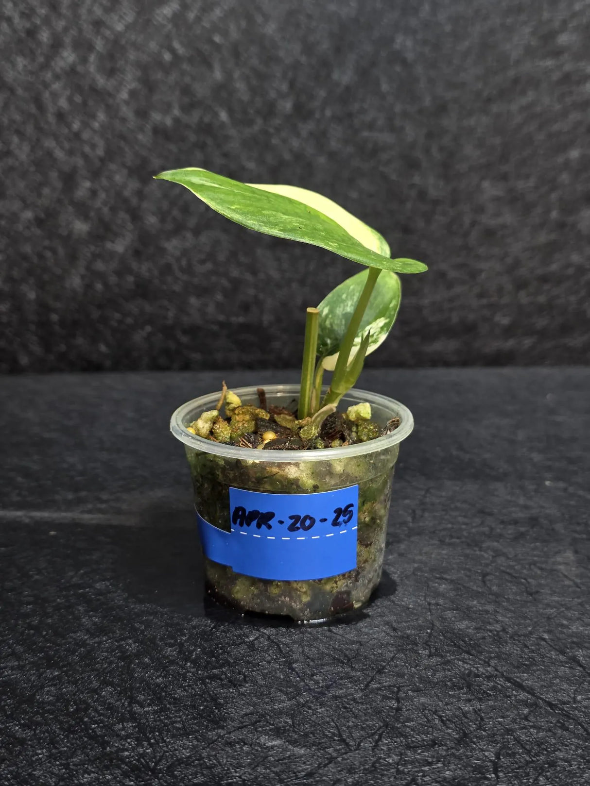 Scindapsus Jade Satin Variegated - Rare Tropical Plant - EXACT Plant - US Seller