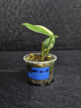 Scindapsus Jade Satin Variegated - Rare Tropical Plant - EXACT Plant - US Seller