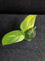 Scindapsus Jade Satin Variegated - Rare Tropical Plant - EXACT Plant - US Seller