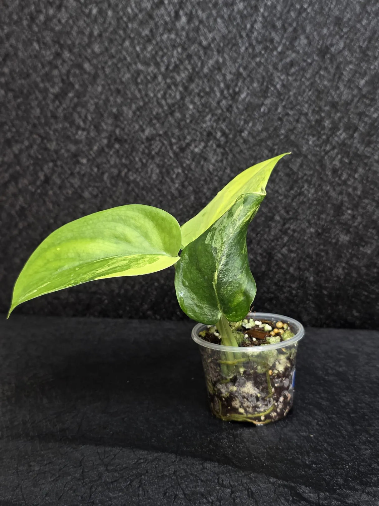 Scindapsus Jade Satin Variegated - Rare Tropical Plant - EXACT Plant - US Seller