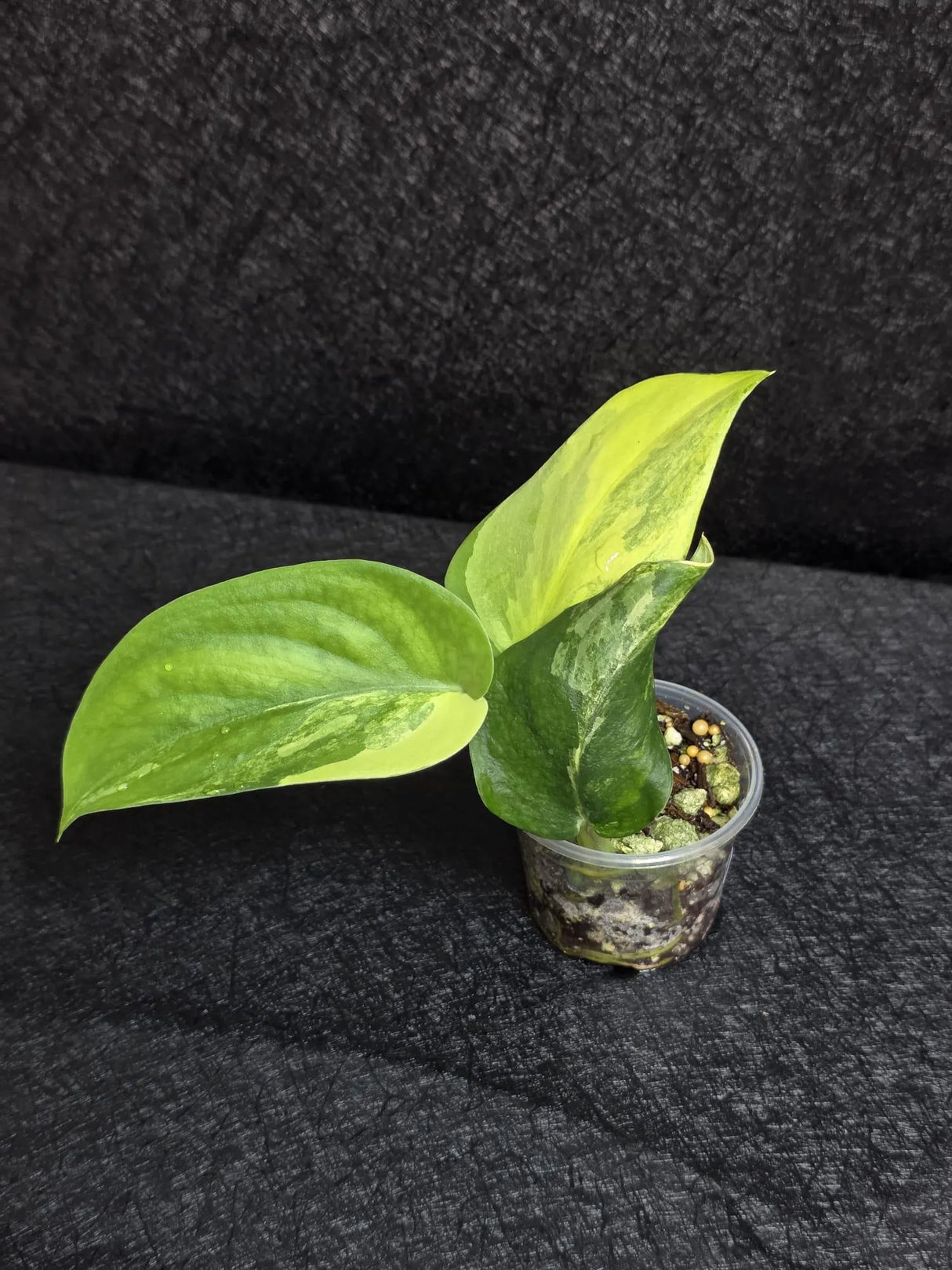 Scindapsus Jade Satin Variegated - Rare Tropical Plant - EXACT Plant - US Seller