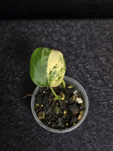 Scindapsus Jade Satin Variegated - Rare Tropical Plant - EXACT Plant - US Seller