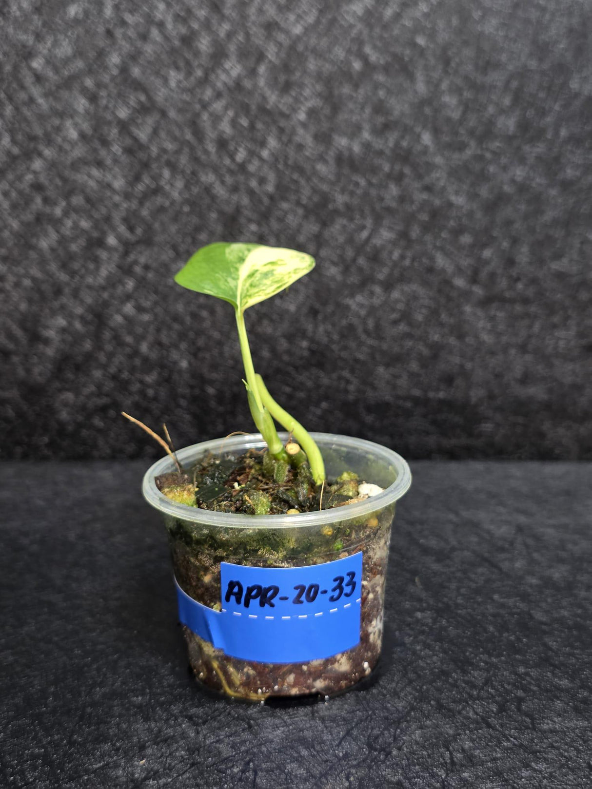 Scindapsus Jade Satin Variegated - Rare Tropical Plant - EXACT Plant - US Seller