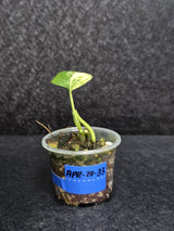 Scindapsus Jade Satin Variegated - Rare Tropical Plant - EXACT Plant - US Seller