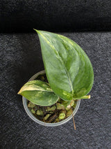 Scindapsus Jade Satin Variegated - Rare Tropical Plant - EXACT Plant - US Seller