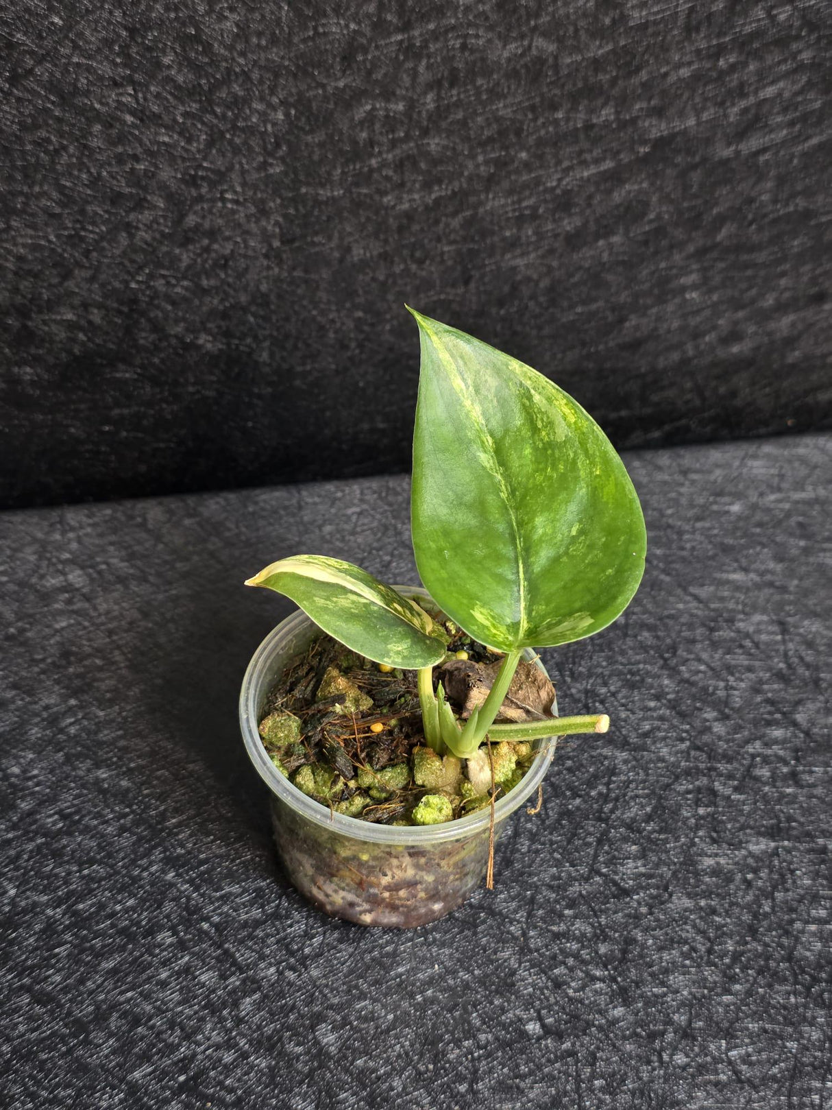 Scindapsus Jade Satin Variegated - Rare Tropical Plant - EXACT Plant - US Seller