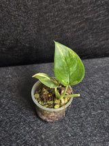 Scindapsus Jade Satin Variegated - Rare Tropical Plant - EXACT Plant - US Seller